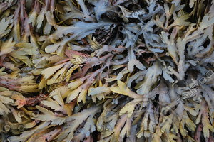 Seaweed_0004