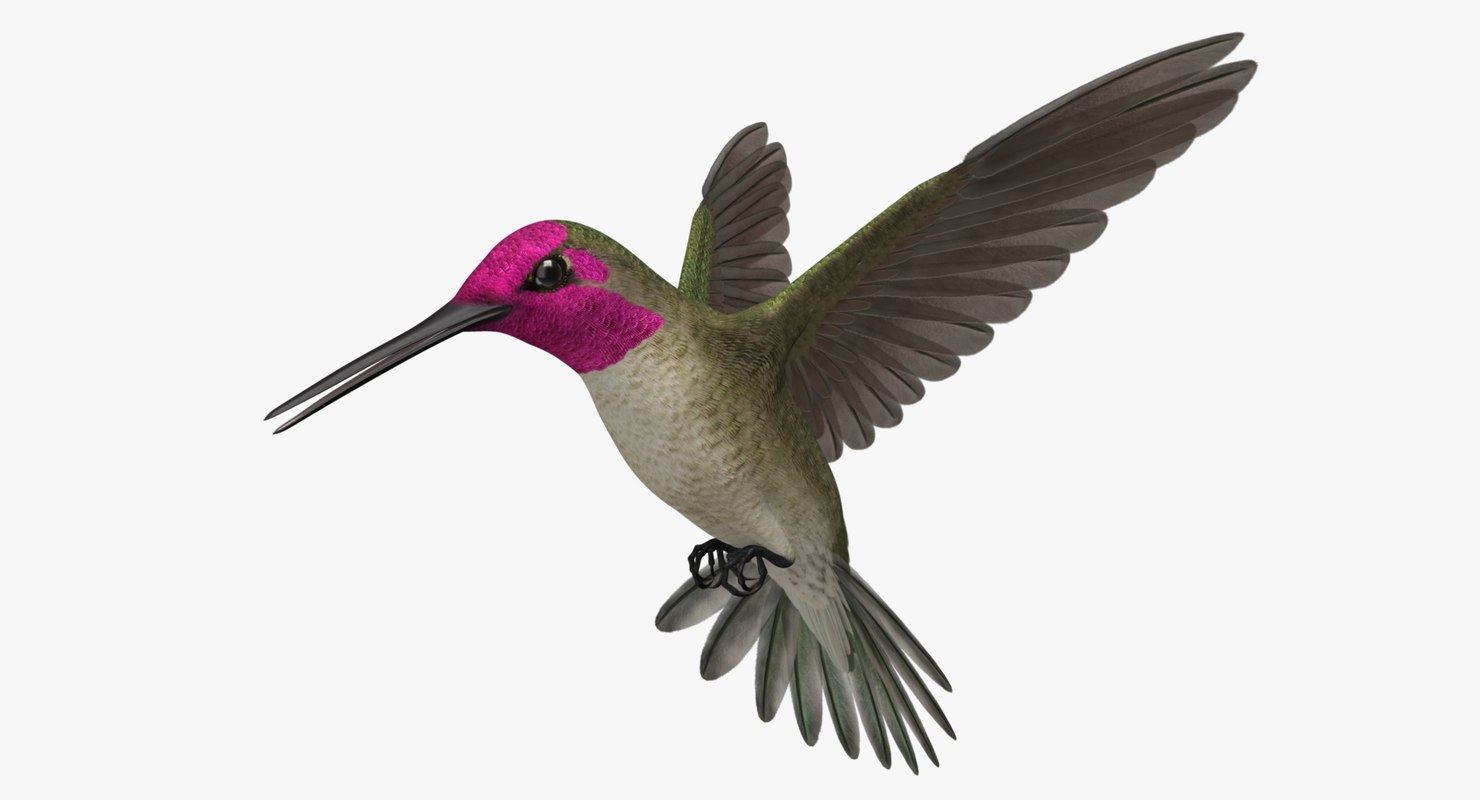 Download 3d model of calypte anna s hummingbird