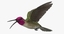 3d model of calypte anna s hummingbird