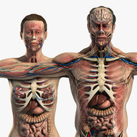 male female anatomy body 3d max