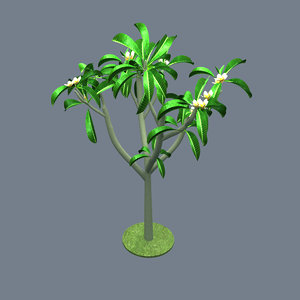 plumeria flower 3d max