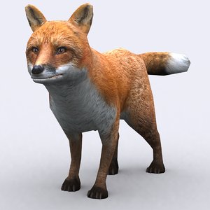 wild animal - fox 3d model