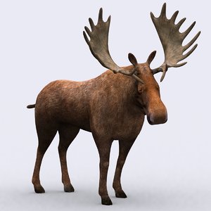 wild animal - moose 3d model