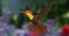 chrysolampis mosquitus ruby-topaz hummingbird obj