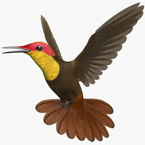 chrysolampis mosquitus ruby-topaz hummingbird obj