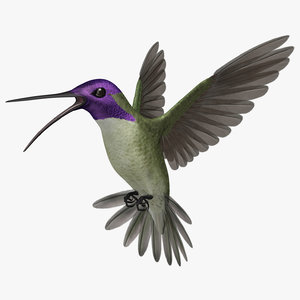 3d model calypte costae s hummingbird