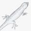 gecko lizard 3d model