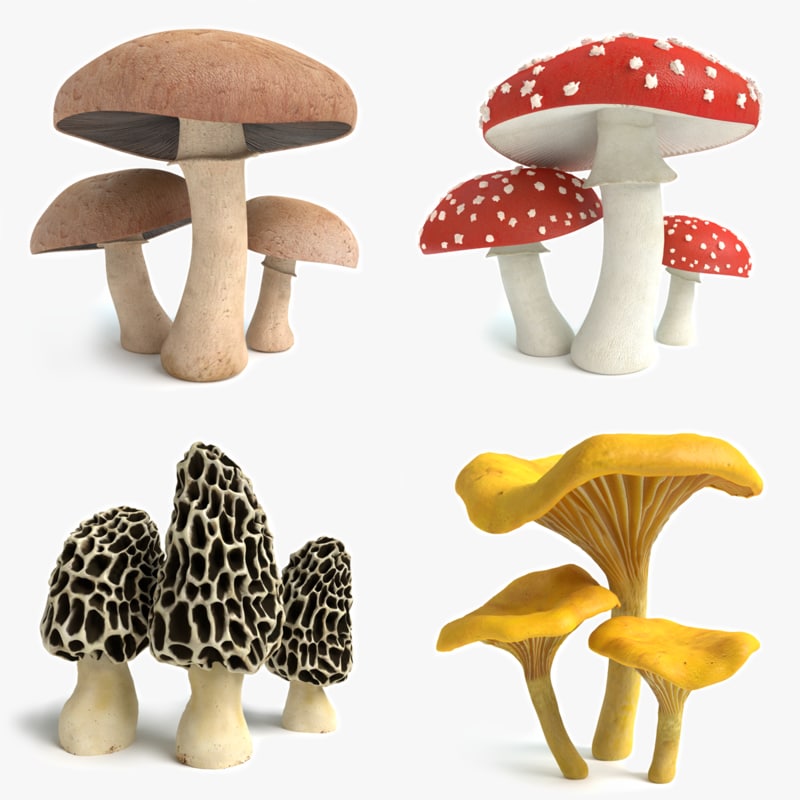 set-mushrooms-3d-model