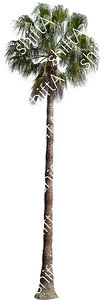 Palm Tree HD 01