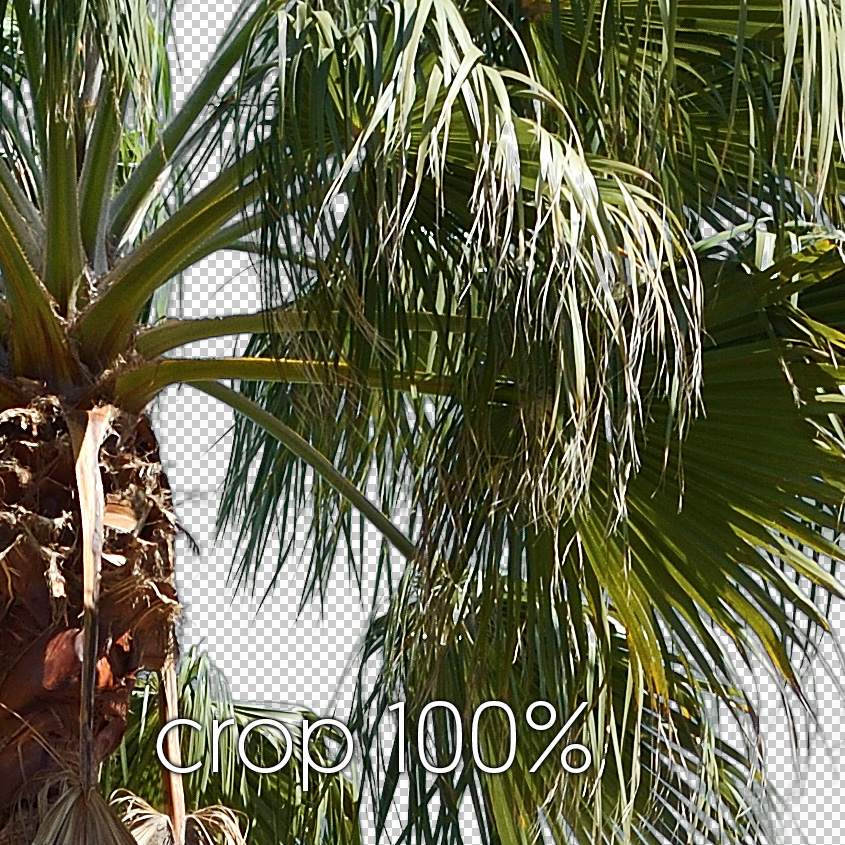 Texture palm tree palmier