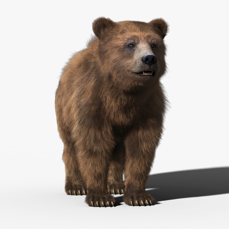 3d brown bear fur rigged model