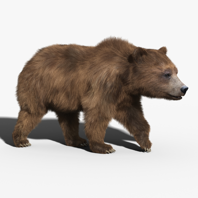 3d brown bear fur rigged model