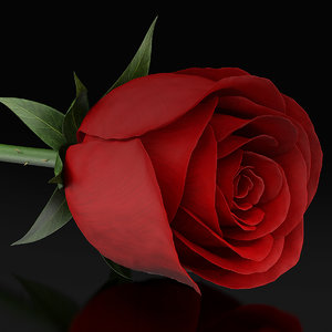 red rose 3d model