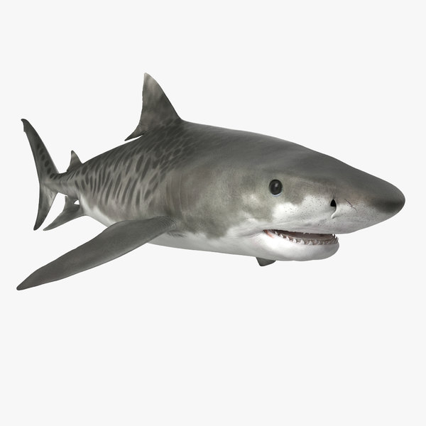 Tigerhai 3d Modell Turbosquid 932059