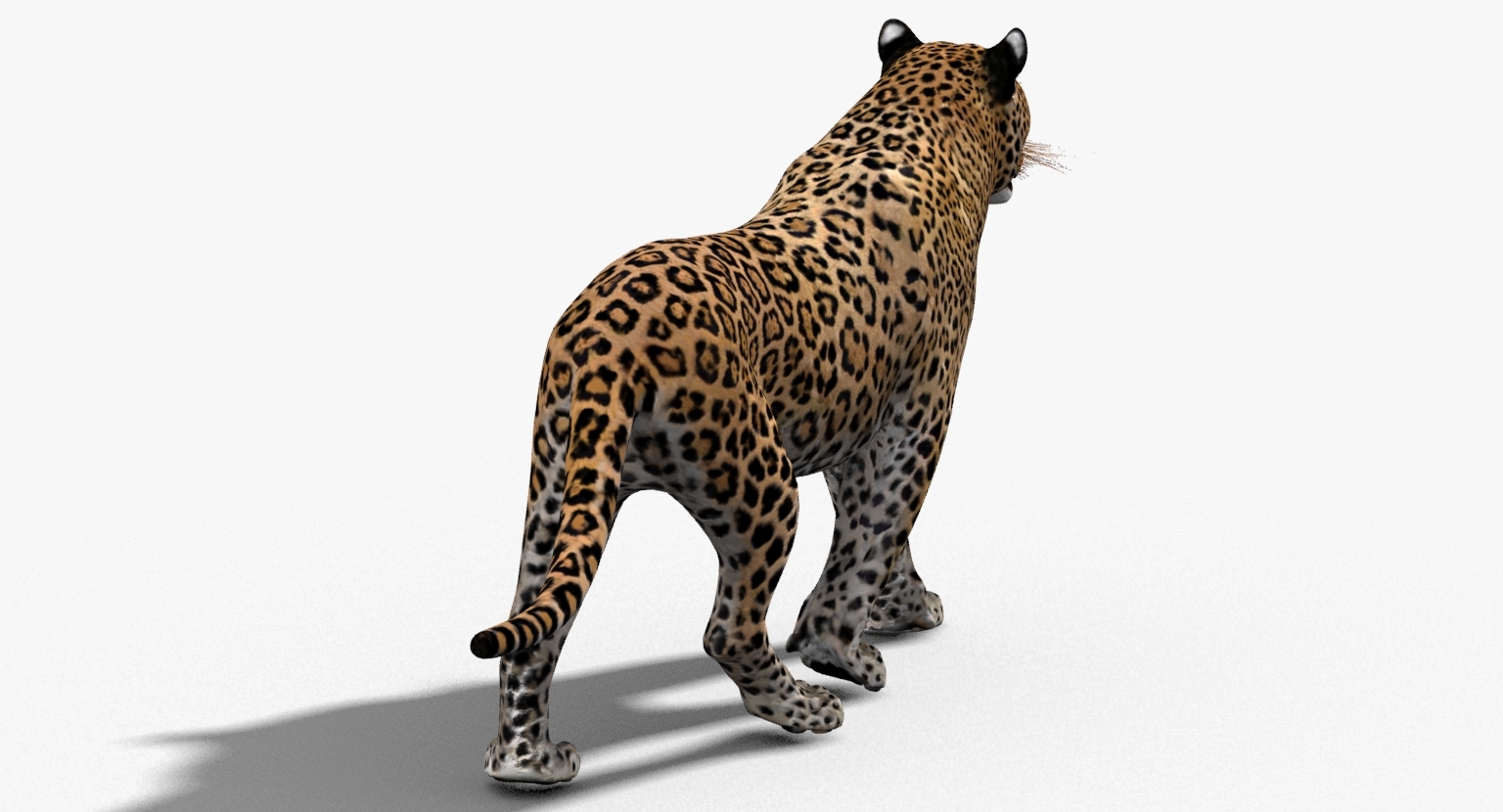 豹纹与豹纹(动画)3d模型