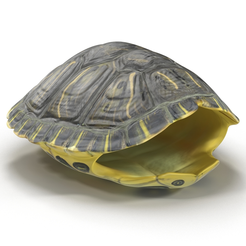 Толщина панциря черепахи. Максфрант Turtle-Shell. Панцирь черепахи 3 д модель. Строение панциря черепахи. Серебряное кольцо панцирь черепахи.
