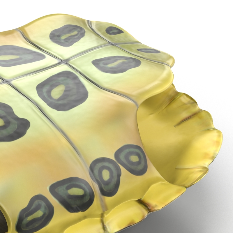 3d turtle shell