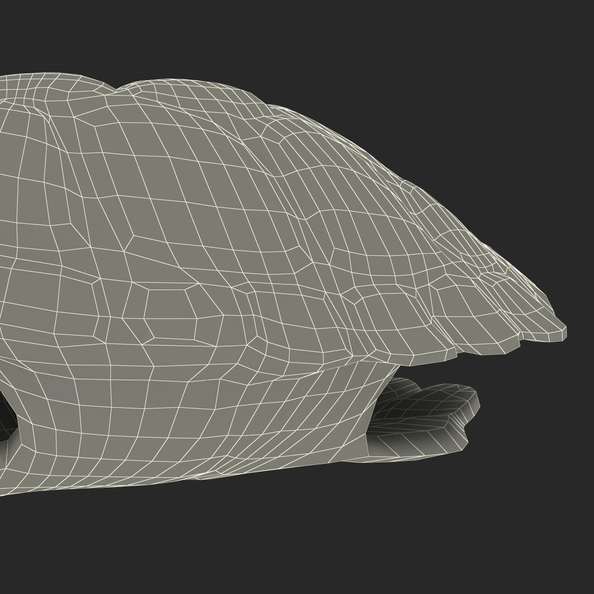 3d Turtle Shell