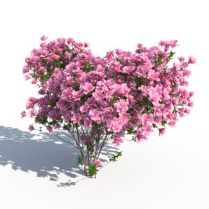 3d max azalea japonica