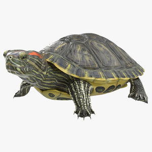 pond slider turtle pose 3d model