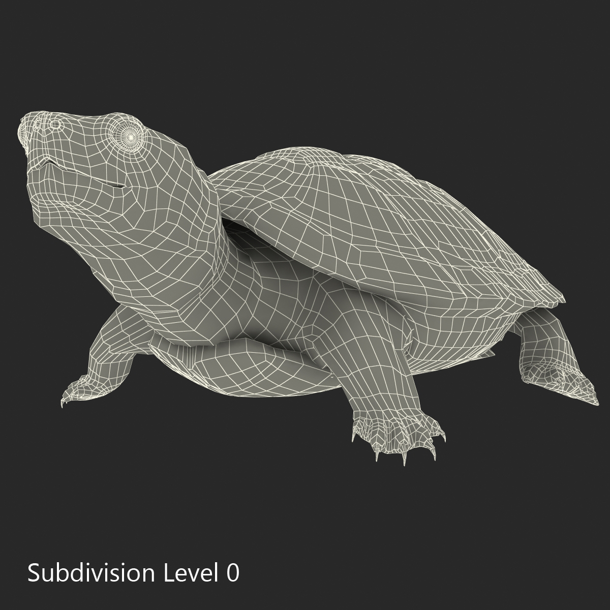 池塘滑块龟姿势23d模型