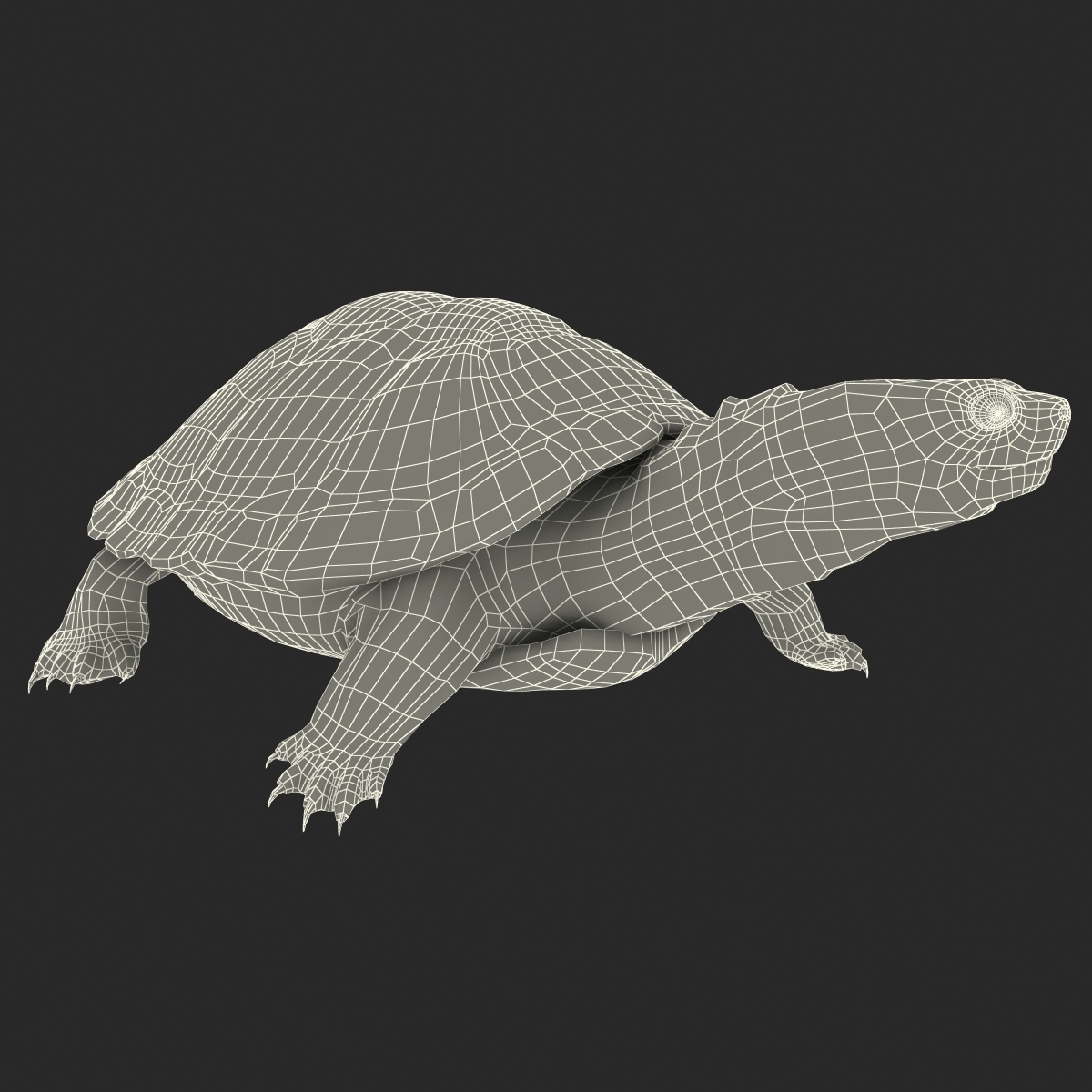 池塘滑块龟姿势23d模型