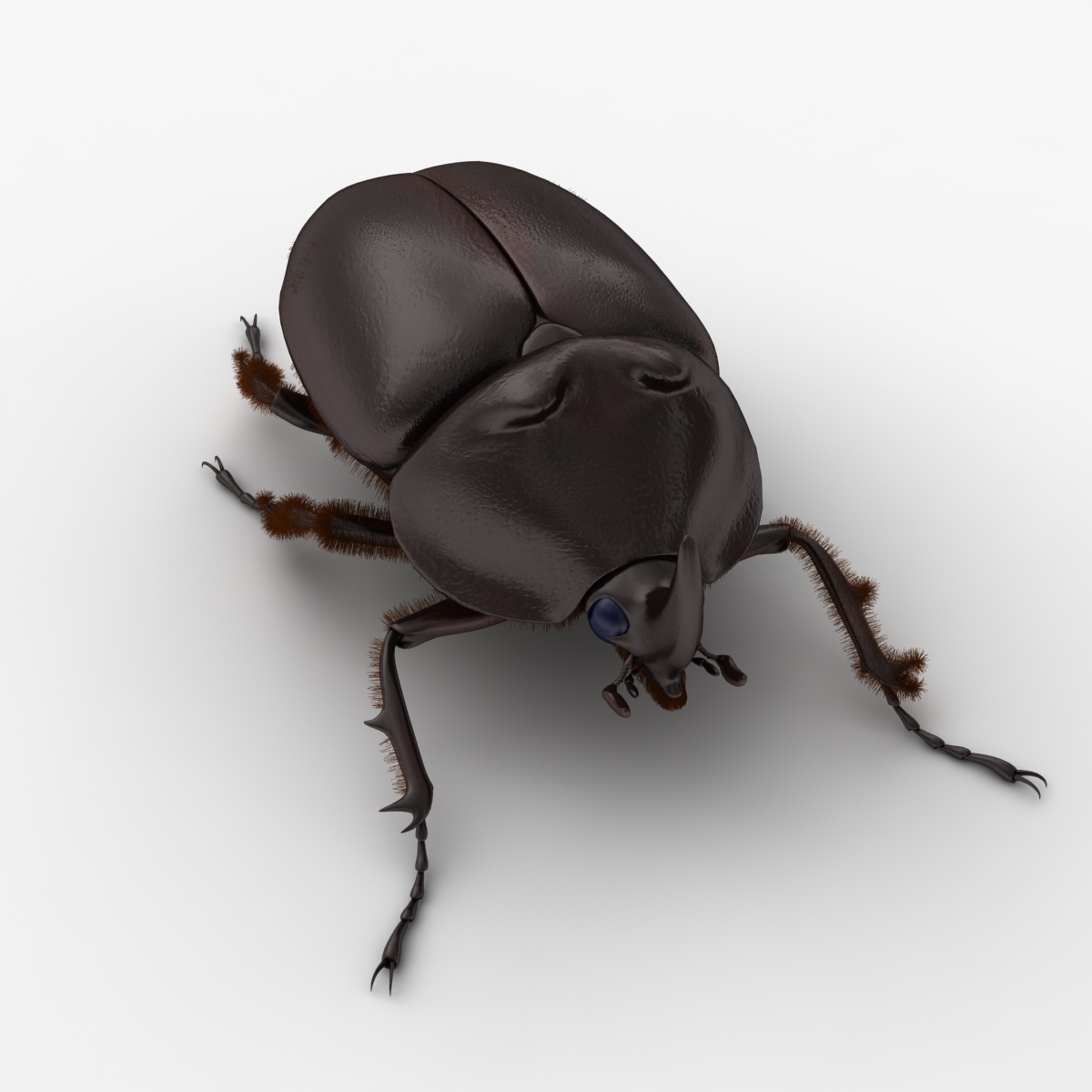 3d model of dugm05 rhinoceros beetle