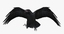 obj corvus cryptoleucus chihuahuan raven
