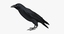 obj corvus cryptoleucus chihuahuan raven