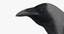 corvus splendens house crow 3d model