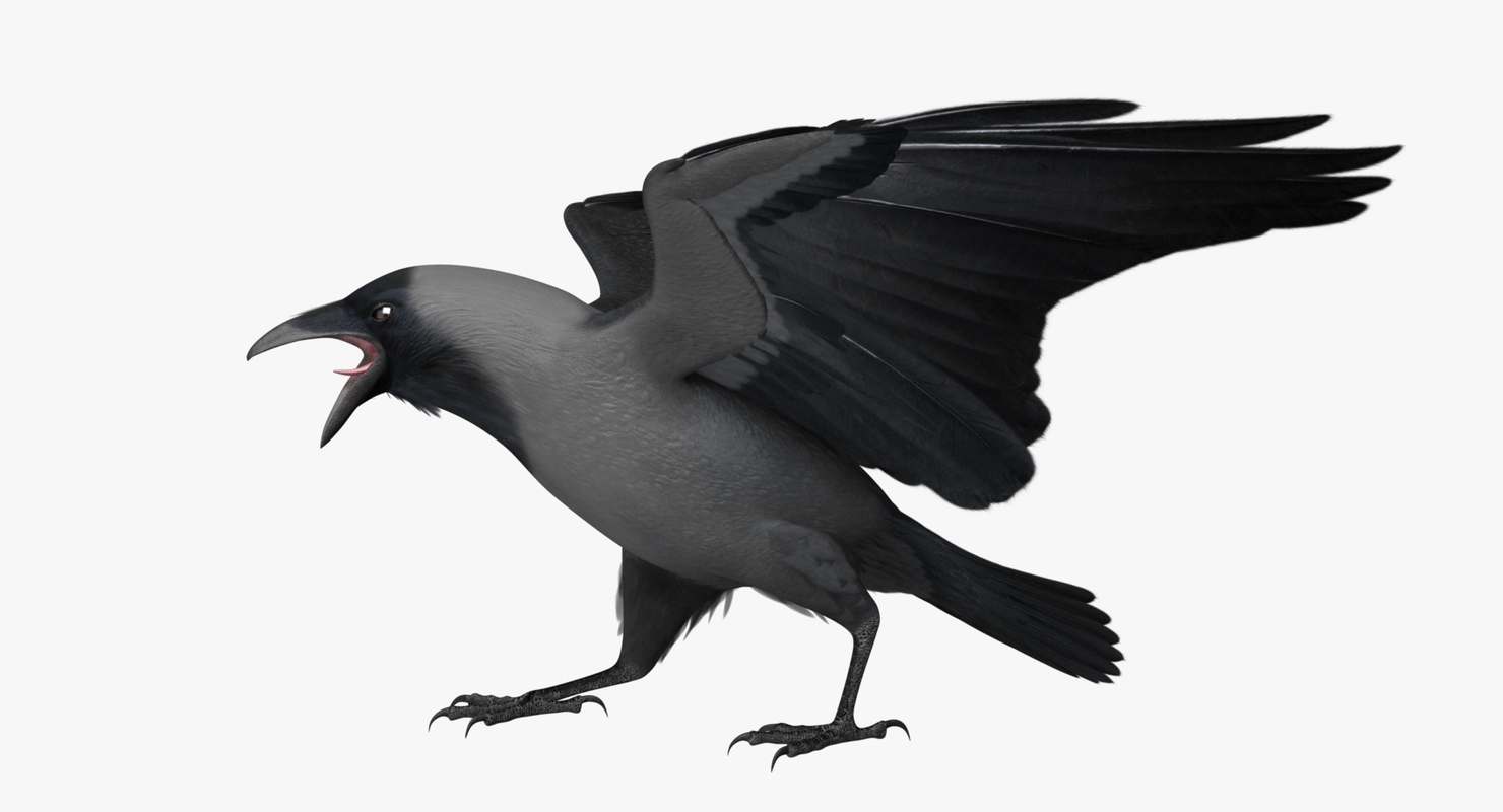 corvus splendens house crow 3d model