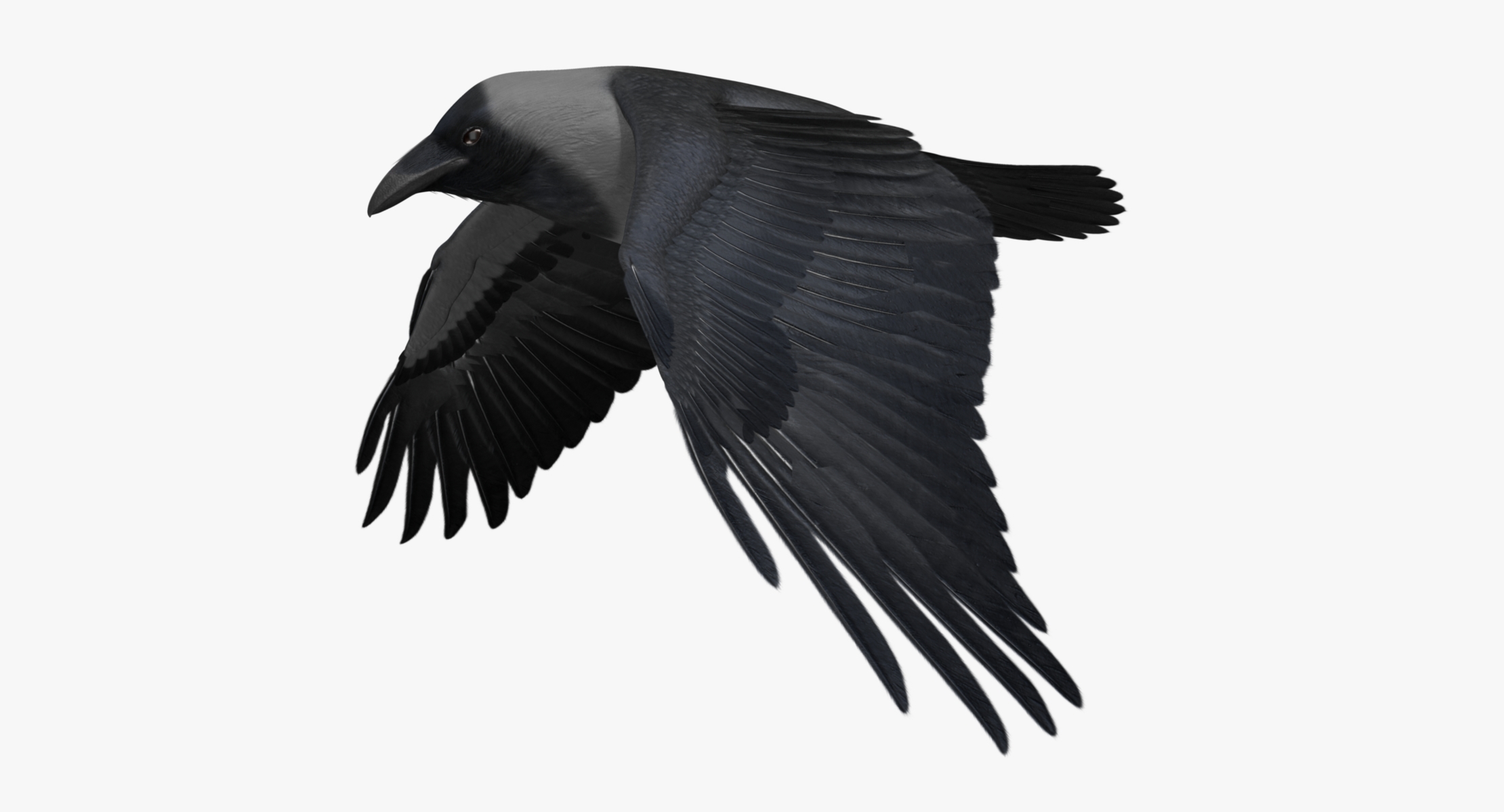 corvus splendens house crow 3d model