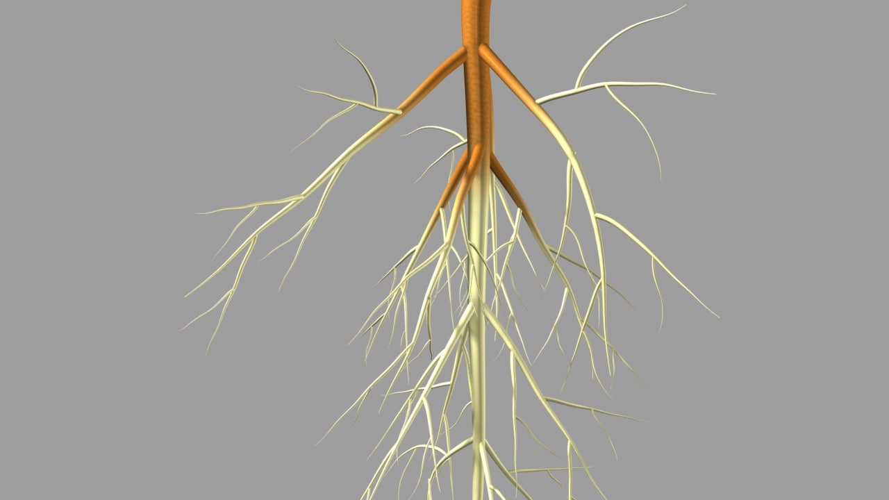 obj-plant-root