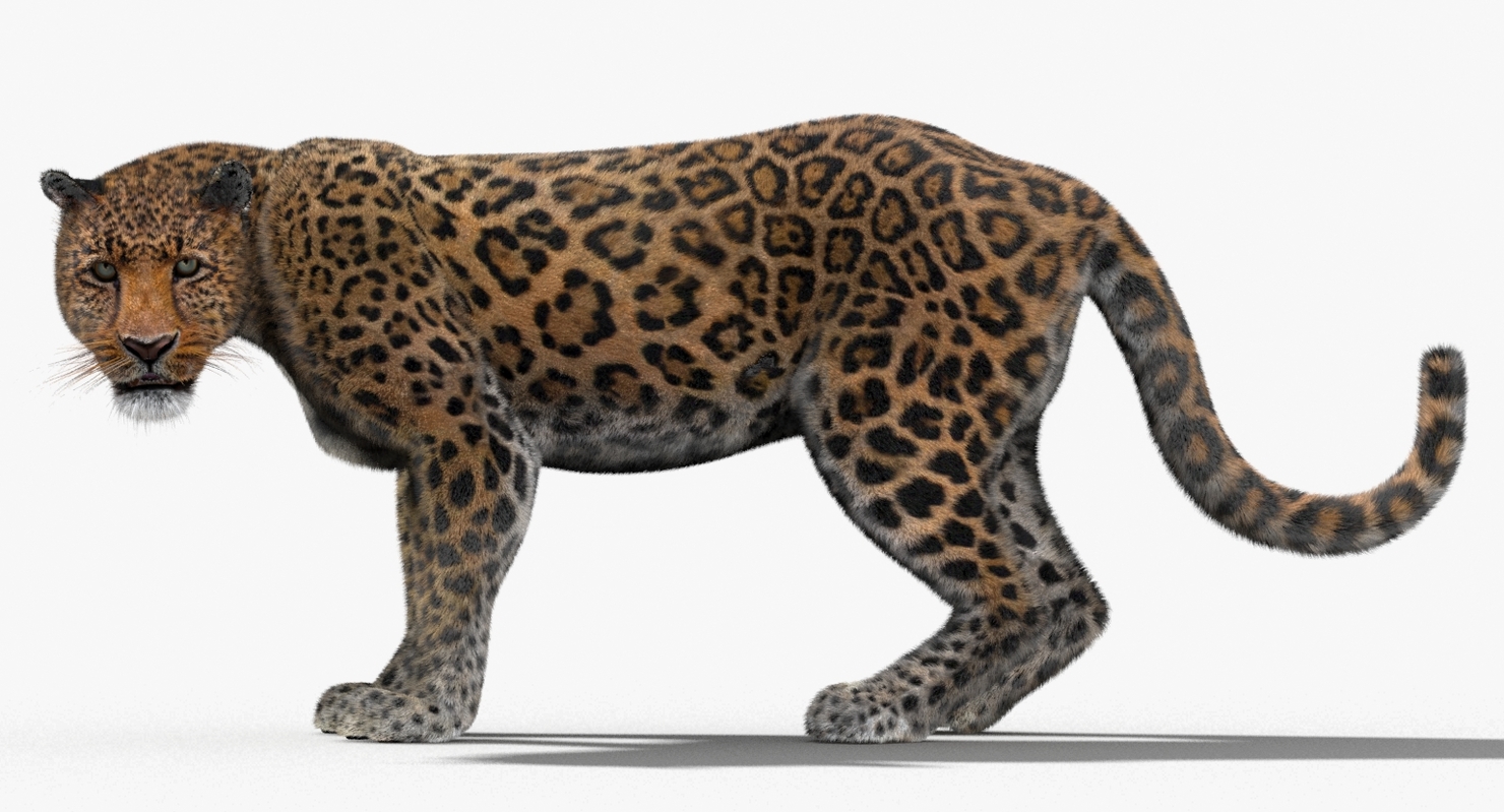 3d leopard fur cat animation