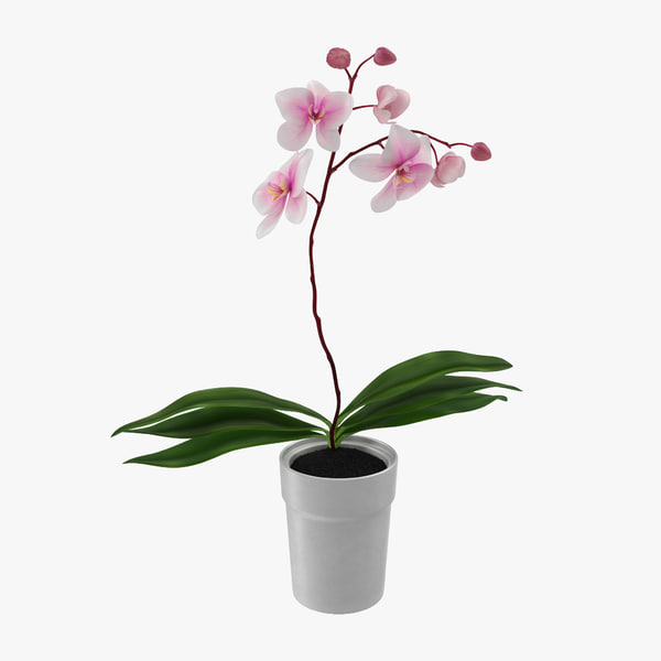 3d model orchid pot modeled