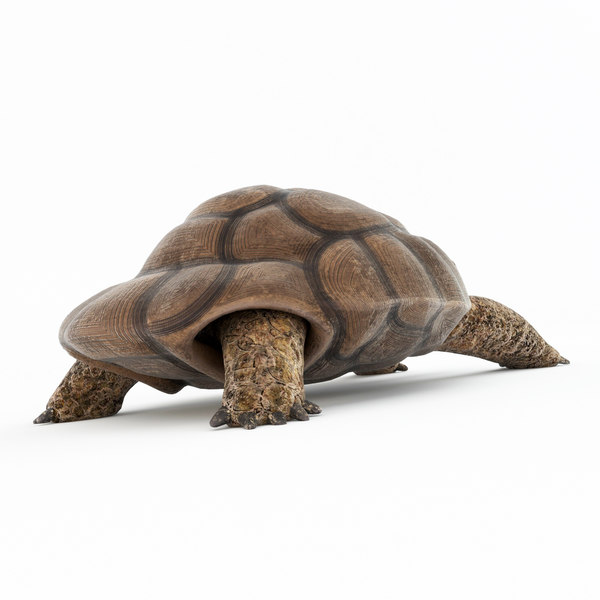 3ds max turtle