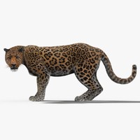 3d leopard fur cat animation