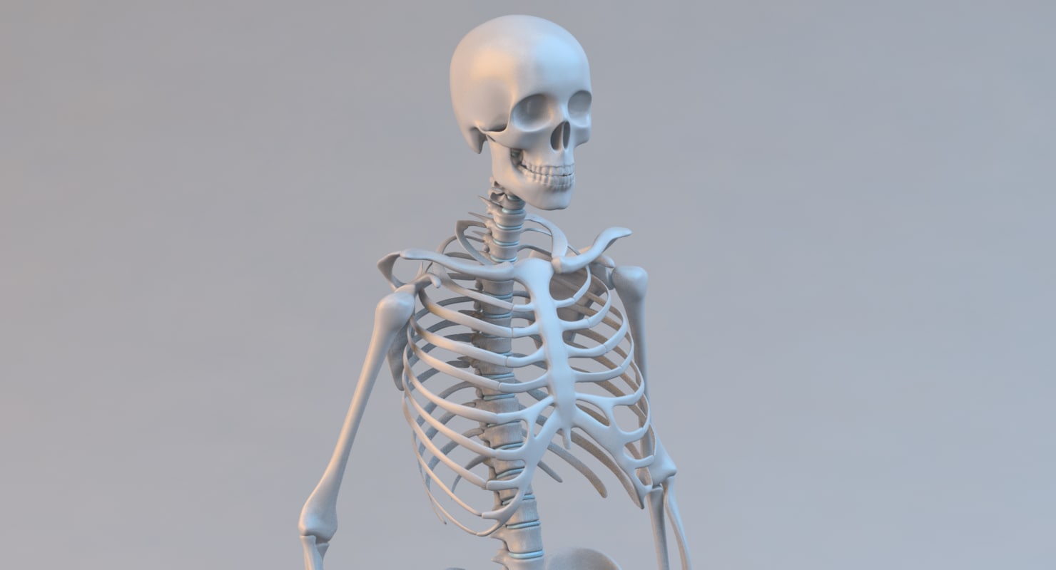 3d model human skeleton