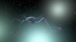 cinema4d neuron dendrites axon
