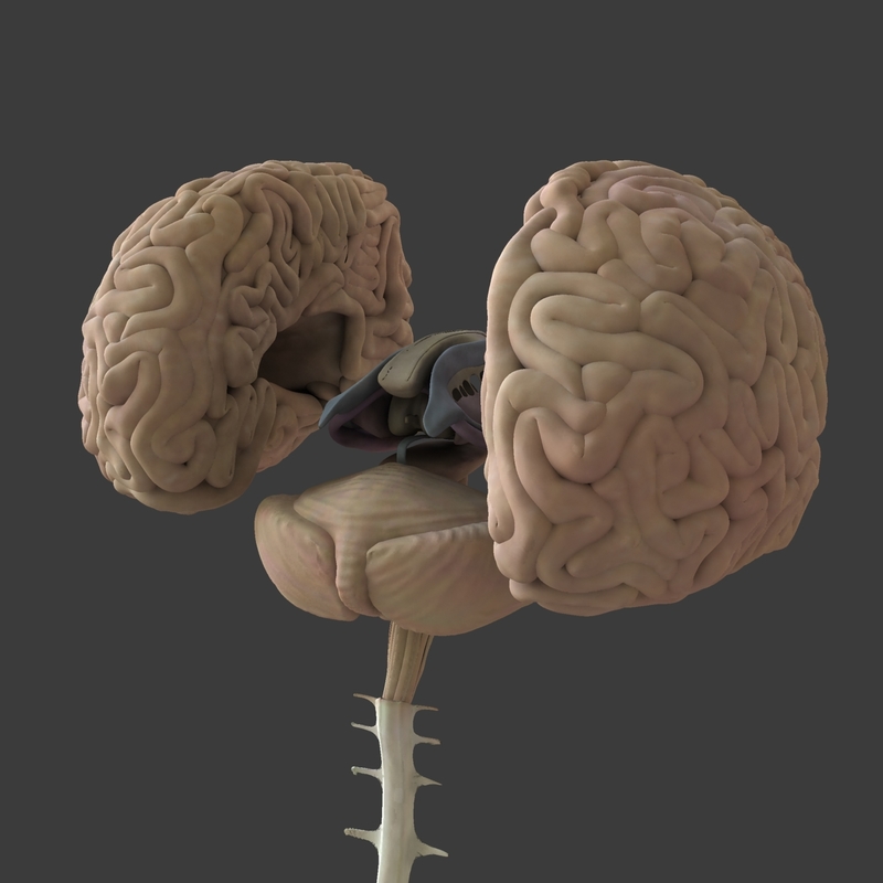 3d human brain model