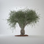3d model of big olive tree
