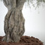 3d model of big olive tree