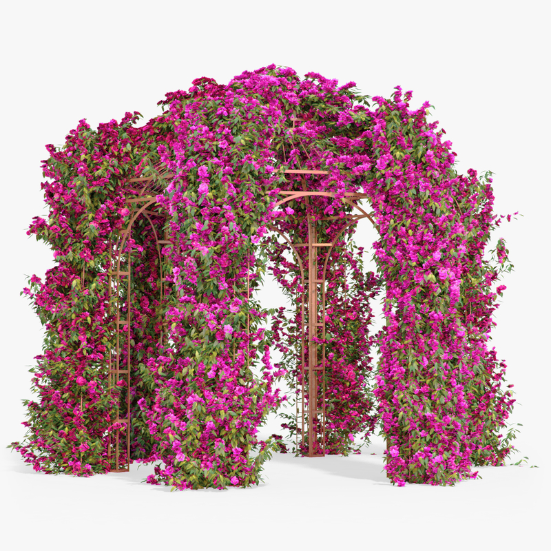 max pergola bougainvillea flowers ivy