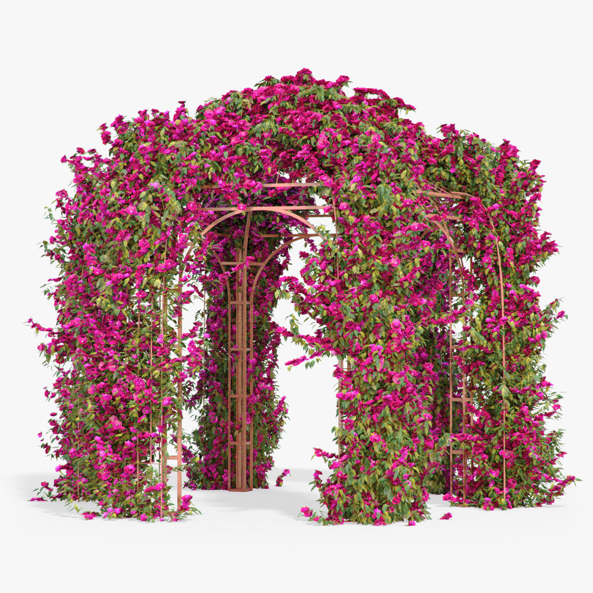 max pergola bougainvillea flowers ivy
