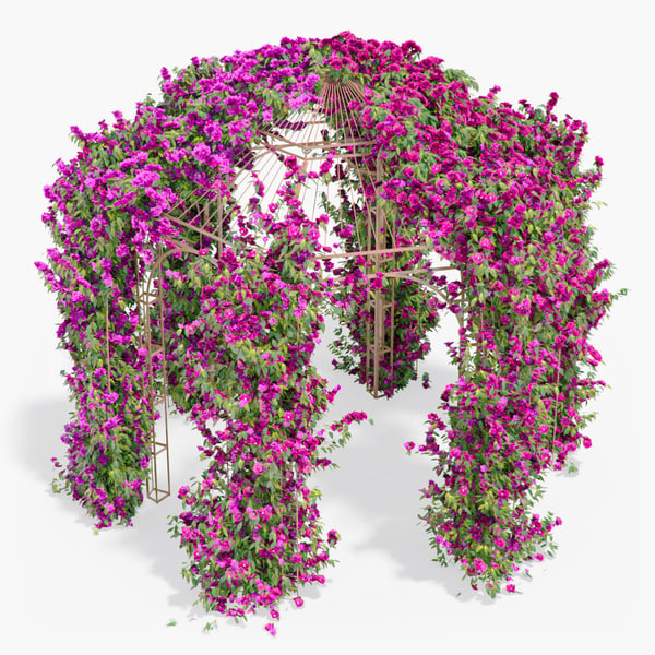 max pergola bougainvillea flowers ivy