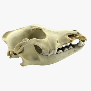 3d max hyena skull