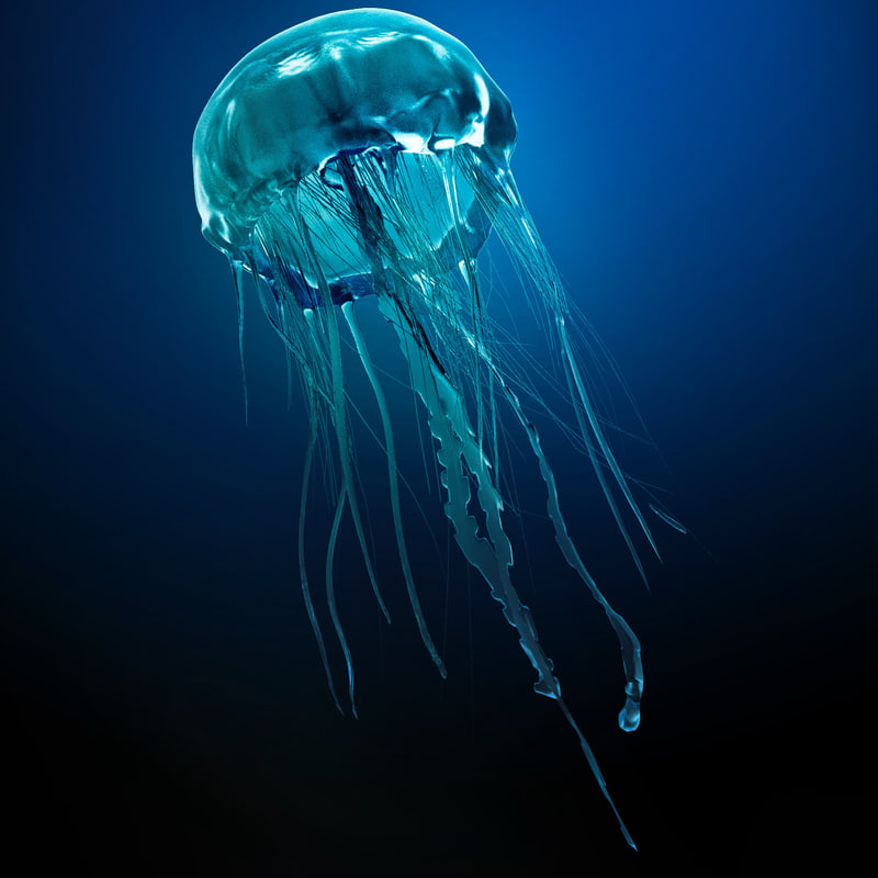 jellyfish jelly fish max