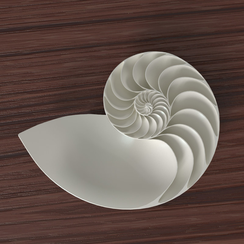 3d-model-nautilus-shell