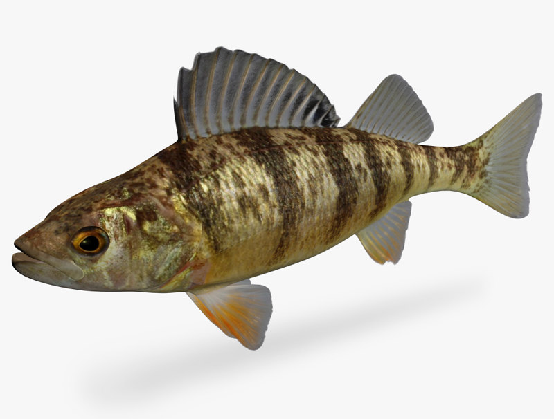 perca flavescens黄鲈鱼3d模型