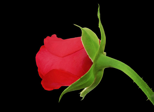 Texture JPEG rose red bud